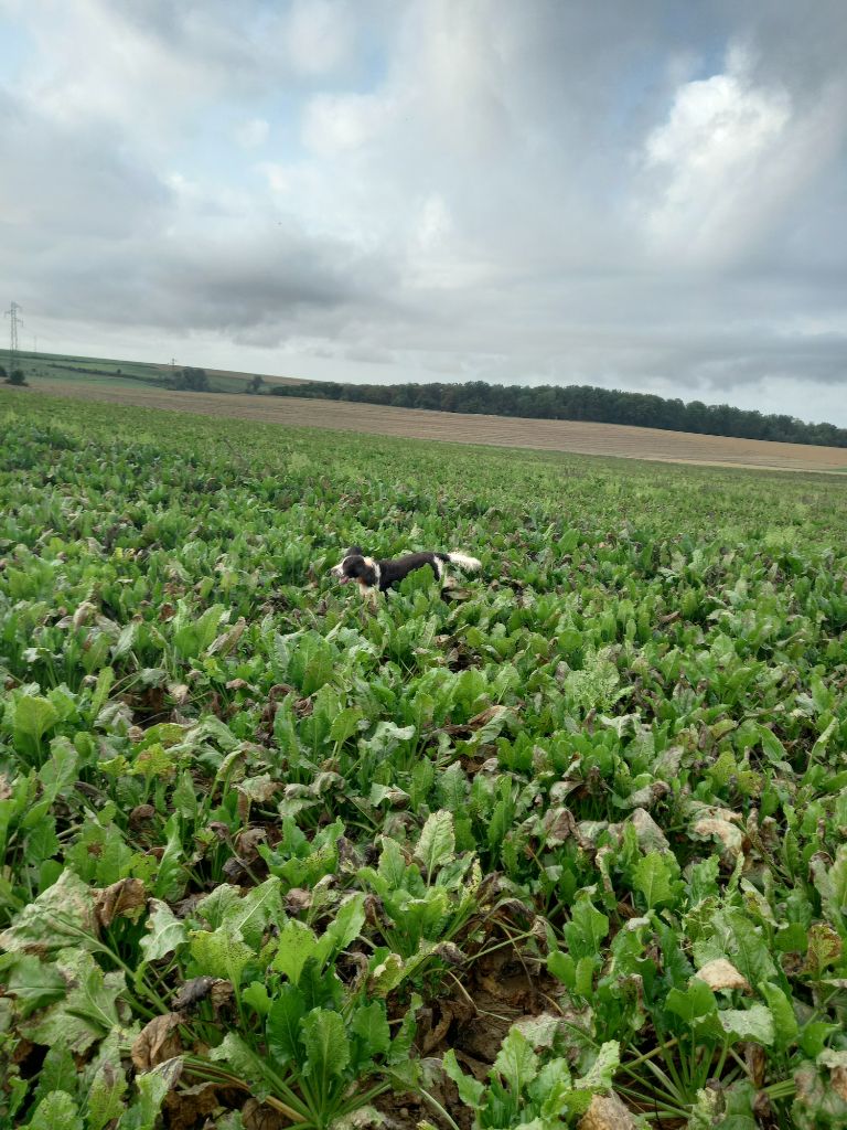 Phaustine du Chemin Aux Herbes Folles