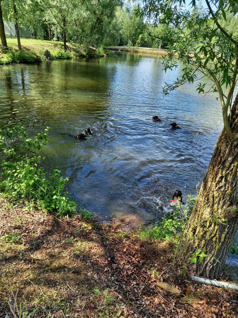 Phaustine du Chemin Aux Herbes Folles